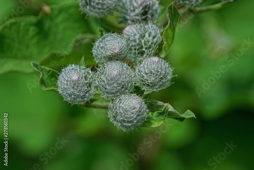 prickly burdock buds on a green stalk of a bush with leaves