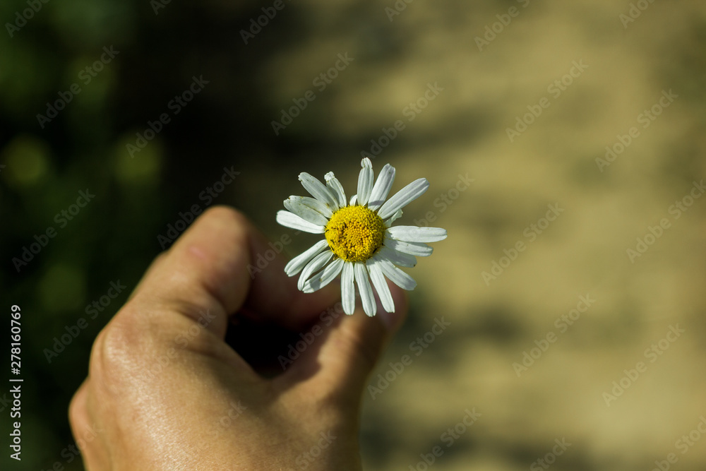 Field of camomiles at sunny day at nature. Chamomile flowers, spring day, camomile daisy flowers. Selective focus and green grass background. Field of camomiles at sunny day at nature. Chamomile flowers, spring day, camomile daisy flowers. Selective focus and green grass background.