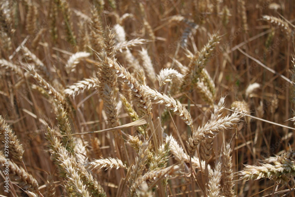Fototapeta premium Weizenfeld im Sommer