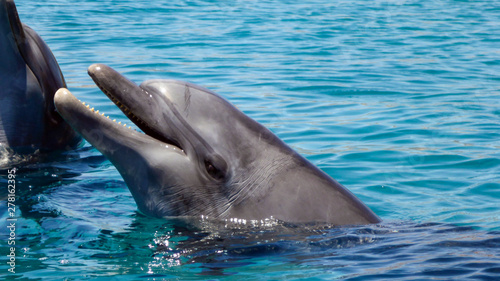 Close up of Bottlenose Dolphin in the red sea of Israel, Eilat.