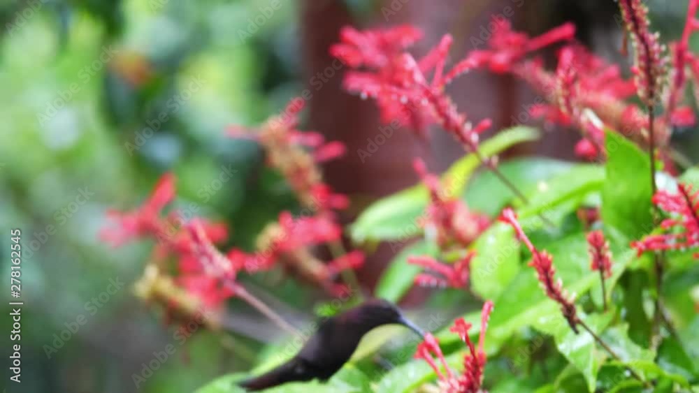 A close up of a Jamaican Mango hummingbird as it hovers and feeds on nector from pink flowers in Ocho Rios with tropical trees and lush foliage blurred in the background. A close up of a Jamaican Mango hummingbird as it hovers and feeds on nector from pink flowers in Ocho Rios with tropical trees and lush foliage blurred in the background.