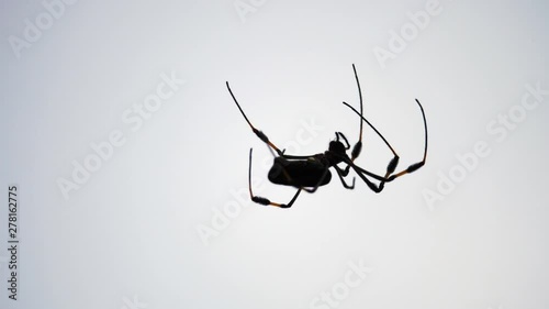 A close up macro view of large black and yellow Golden silk orb-weaver or Nephila clapvipes or banana spider with long hairy legs climbing around in its web in Ocho Rios on tropical island of Jamaica.
