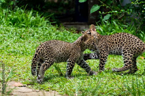 baby leopard in wildlife breeding station.