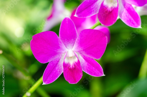 Purple orchid blurred with green background, blurred pattern