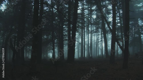 Walking Inside A Scary Mystical Dark Foggy Forest. photo