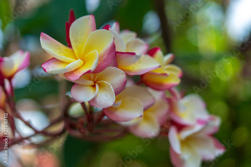 Plumeria flowers pink and tropical flowers,spa,fragrance.
