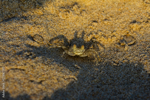 Wind Crab or ghost crab on the tropical country beach © pentao10