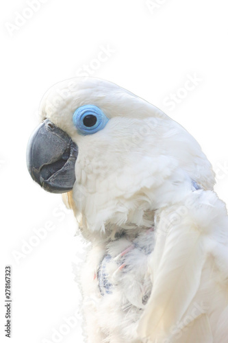 The blue-eyed cockatoo (Cacatua ophthalmica), portait with white background. Isolated portait of the cockatoo.