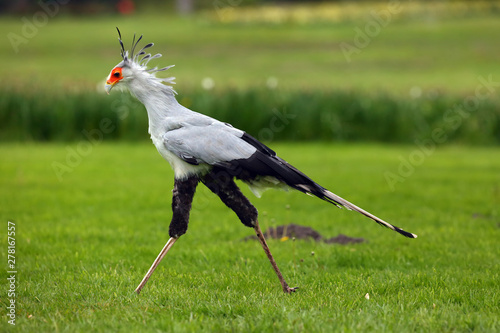 The secretarybird or secretary bird (Sagittarius serpentarius) . The secretary bird with green background. photo