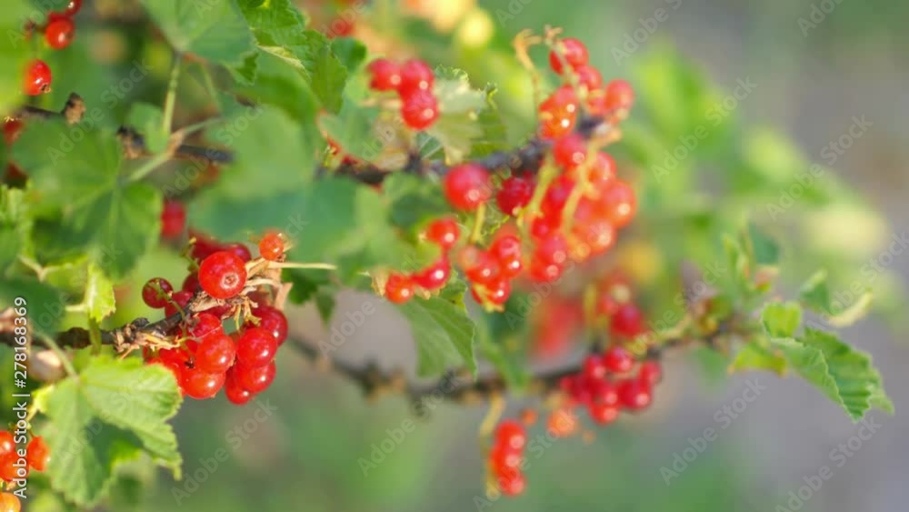 Ripe red currant berries on a branch, on a natural green background. Fruit shrub with vada. Tasty and healthy fruits. 4K UHD video Ripe red currant berries on a branch, on a natural green background. Fruit shrub with vada. Tasty and healthy fruits. 4K UHD video