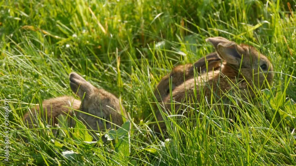 Three little funny gray rabbits in green grass in summer or spring