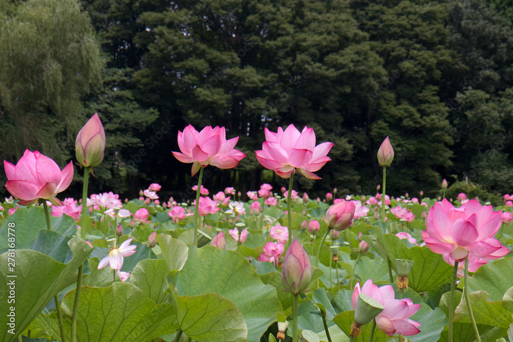 古河市 古河公方公園の大賀ハス 古河市 古河公方公園の大賀ハス