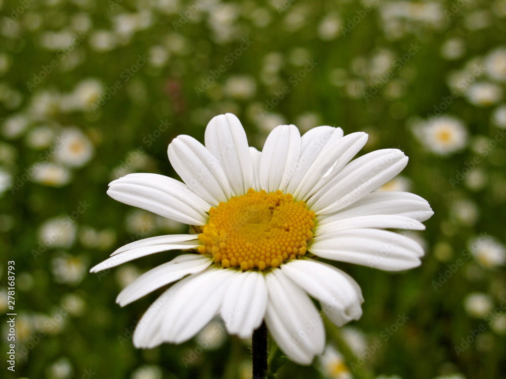 English oxeye daisy daisies flower bush in the nature or in the garden English oxeye daisy daisies flower bush in the nature or in the garden