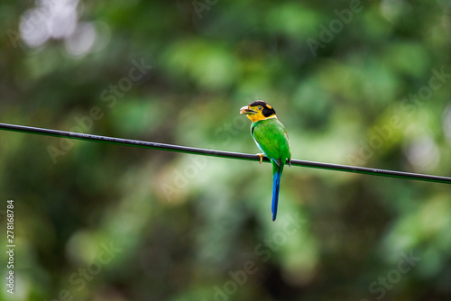 Long-tailed Broadbill sticking on branches