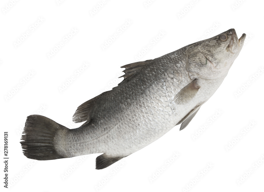 Obraz premium Barramundi or seabass fish isolated on white background