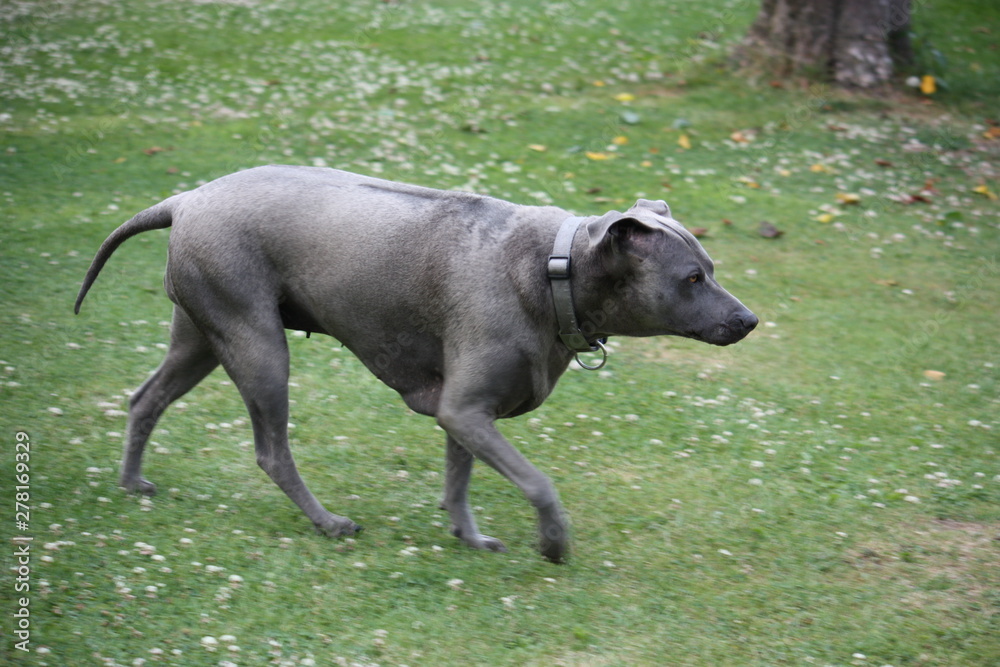 Thai Ridgeback Hündin Emma auf einer Wiese in Lippetal Büninghausen an der Buschstraße