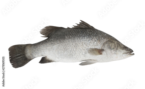 Seabass or barramundi fish isolated on white background