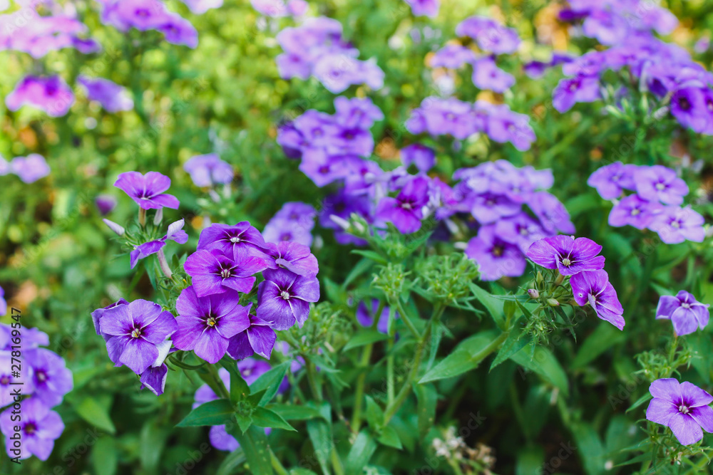 Purple flower field (Dianthus caryophyllus) 