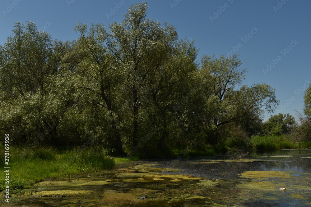 swamp and beautiful views next to it swamp and beautiful views next to it