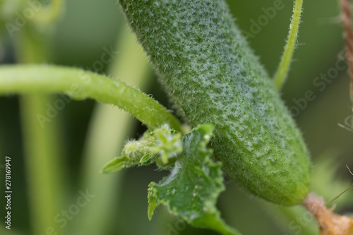 The ripened green cucumber in the greenhouse on a branch. Close up