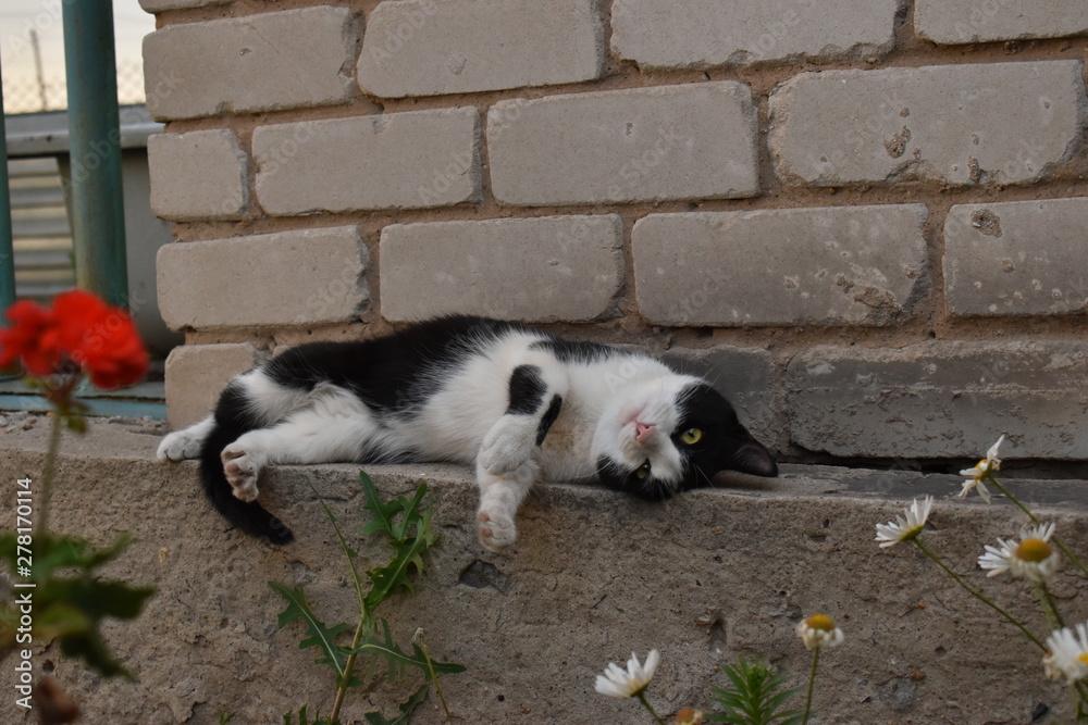 Fototapeta premium Cats, dogs and dragonfly