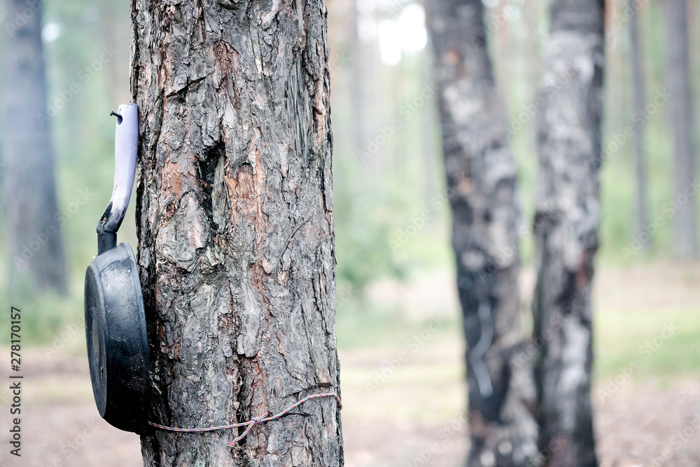 Hiking pan on a tree in the forest Hiking pan on a tree in the forest