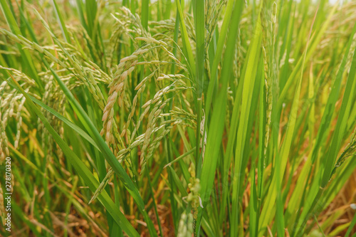 Green rice field background
