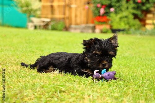 Dog in the grass with toy