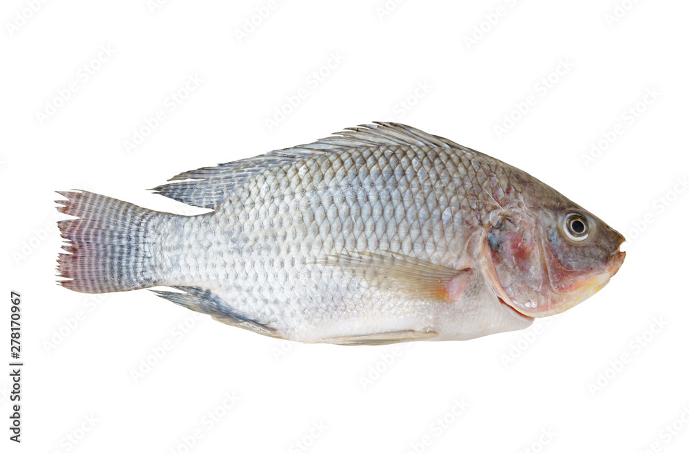 Tilapia isolated on white background