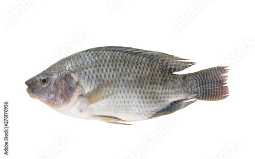 Tilapia fish isolated on white 
