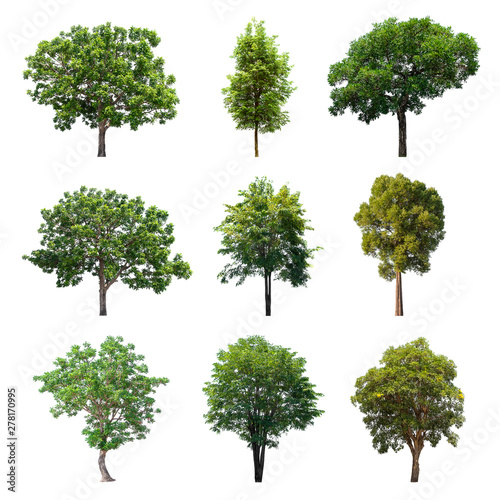 Isolated trees collection on white background