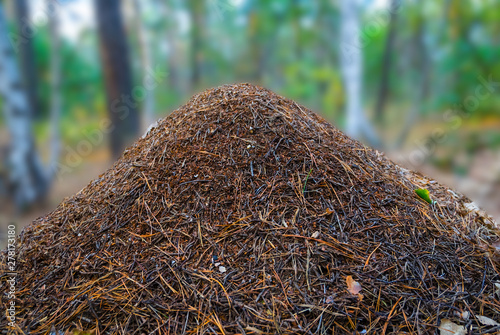 closeup huge anthill in a forest, wildlife natural background photo