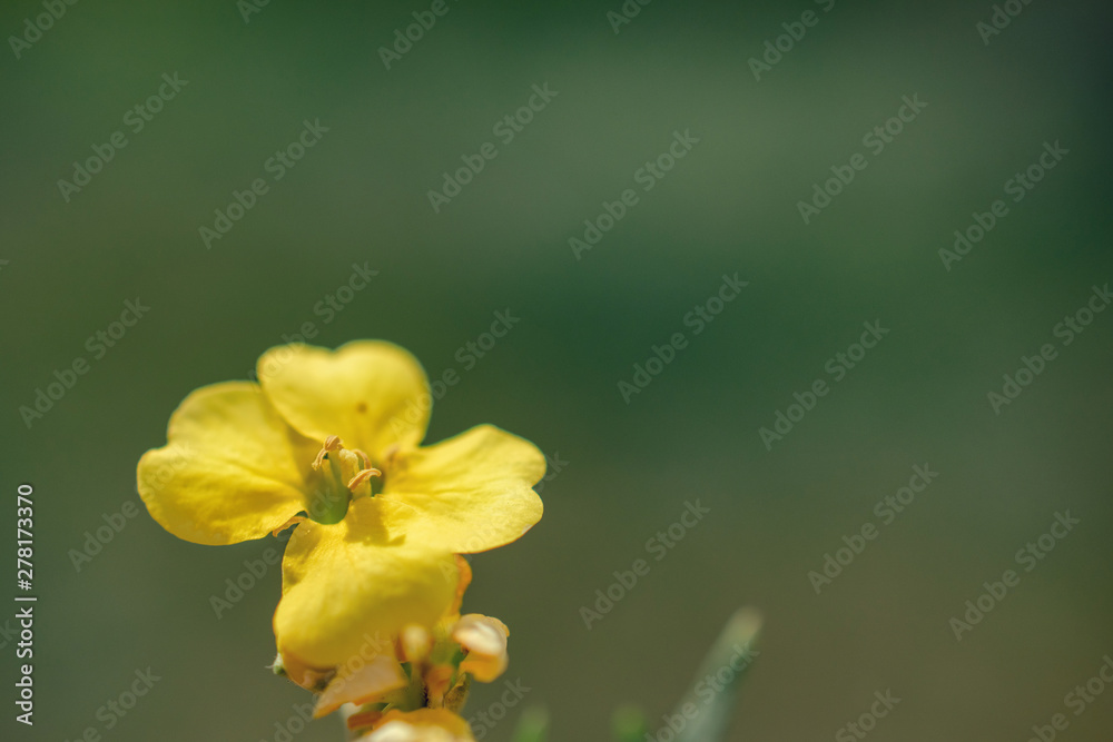 Obraz premium one yellow summer flowers on green foliage background