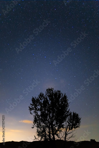 quiet prairie with alone tree silhouette under a starry sky with Ursa Major constellation © Yuriy Kulik