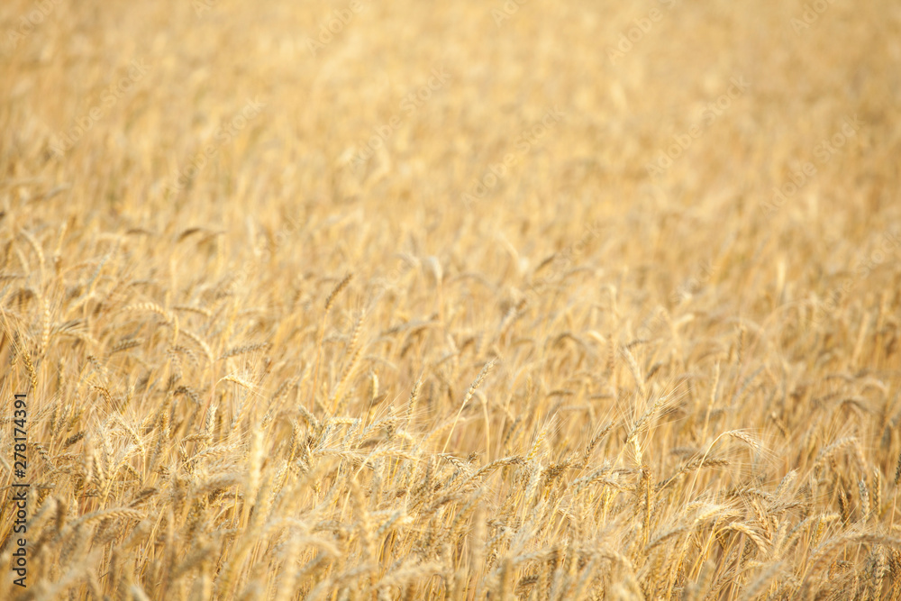 field wheat plant nature background field wheat plant nature background