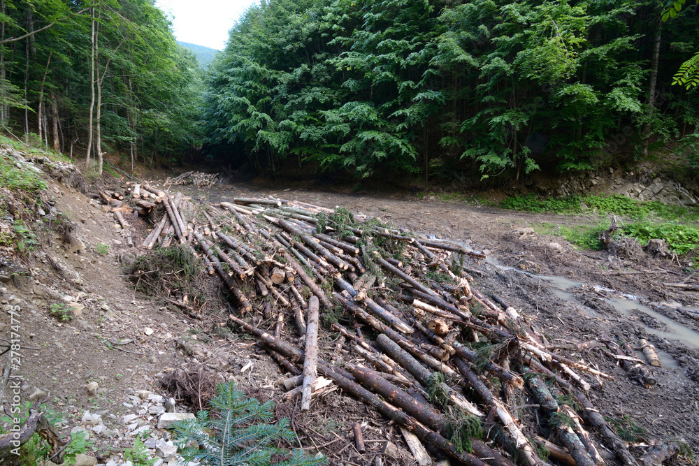 Illegal logging in the Carpathians. Tree trunks piled on a forest glade Illegal logging in the Carpathians. Tree trunks piled on a forest glade