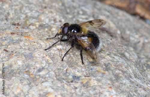Volucella bombylans, Hover Fly