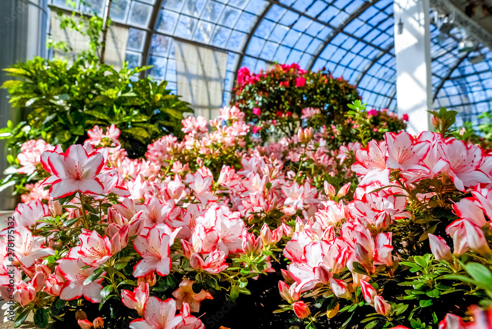 Blumenmeer im Gewächshaus Blumenmeer im Gewächshaus