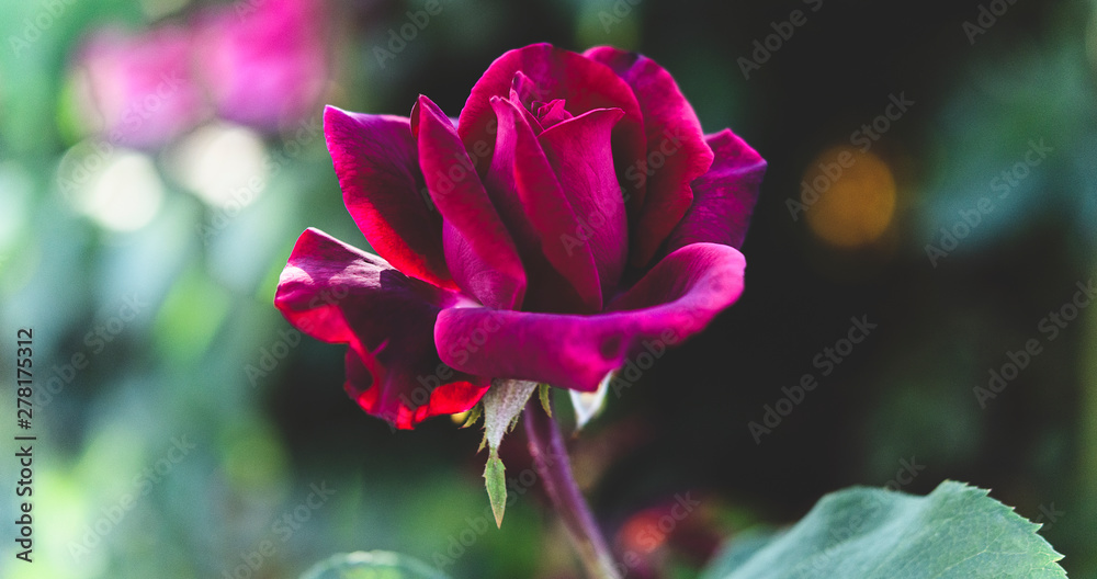 Einzelne Rose, dunkelrot, Mitte, Panorama