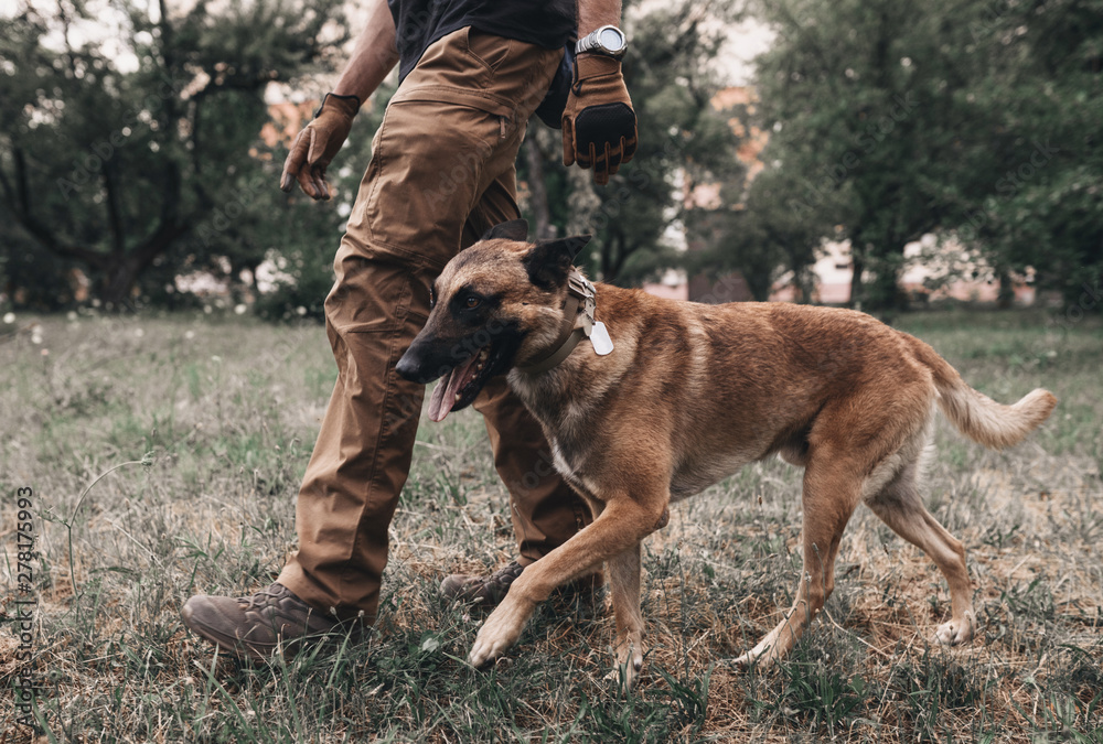Belgian Malinois walks on a leash with the owner. Dog training. Nature is man's friend. Walk with a pet in the park Belgian Malinois walks on a leash with the owner. Dog training. Nature is man's friend. Walk with a pet in the park
