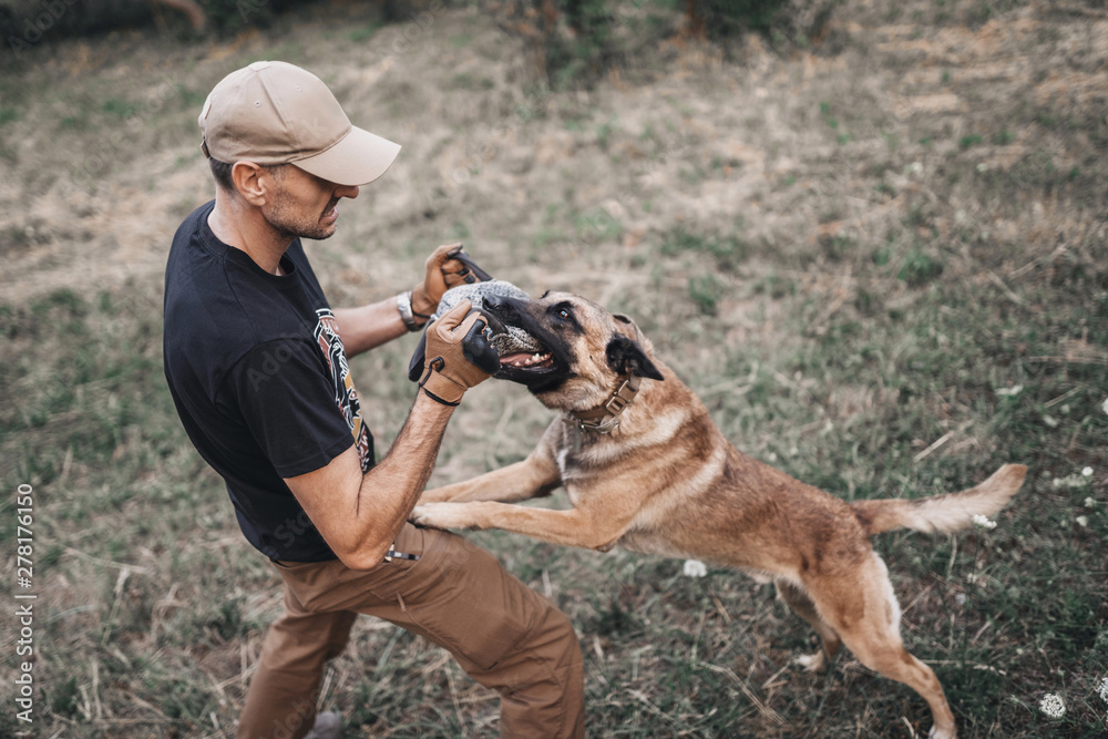 Dog training. Bites the criminal. Police dog. Belgian Malinois Dog training. Bites the criminal. Police dog. Belgian Malinois