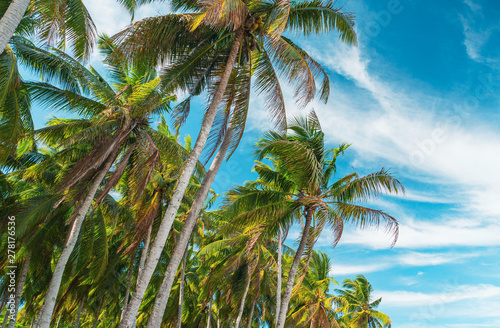 Bottom view of coconut palm trees forest in sunshine. Palm trees against a beautiful blue sky. Travel concept.