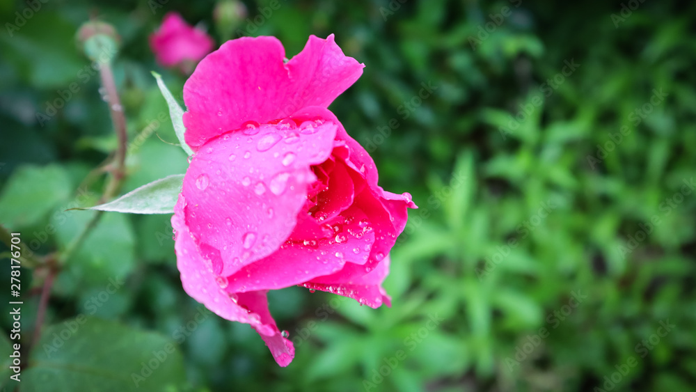 Beautiful pink rose with dew drops in the garden. Perfect background of greeting cards