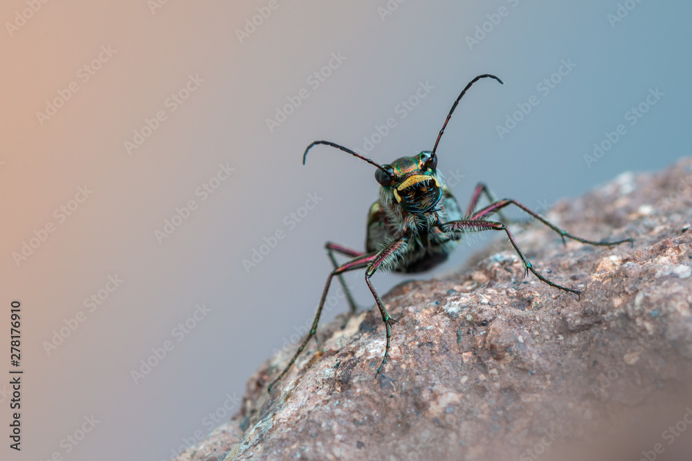 Fototapeta premium Tiger beetle - Calomera littoralis