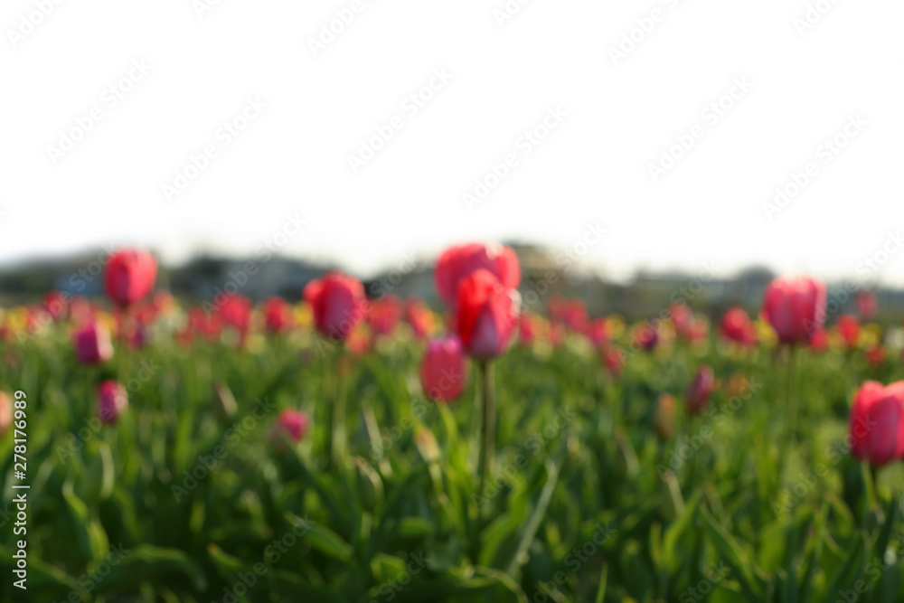 Blurred view of field with fresh beautiful spring flowers on sunny day Blurred view of field with fresh beautiful spring flowers on sunny day