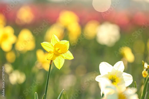 Field with fresh beautiful narcissus flowers on sunny day, selective focus
