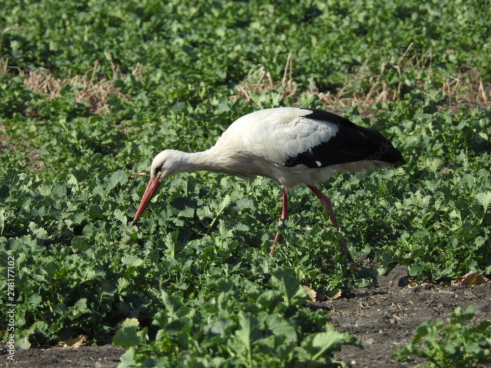 Fototapeta premium White stork