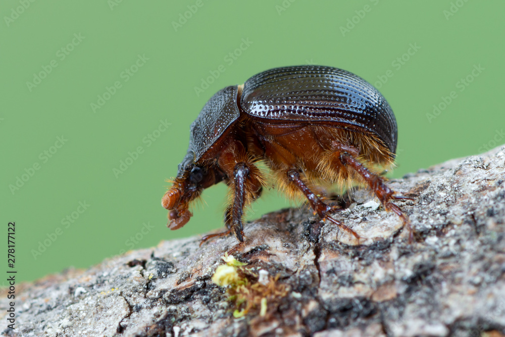 earth-boring dung beetle - Geotrupidae - Odonteus armiger earth-boring dung beetle - Geotrupidae - Odonteus armiger