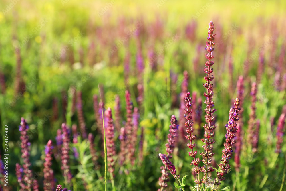 Beautiful wild flowers outdoors, space for text. Amazing nature in summer Beautiful wild flowers outdoors, space for text. Amazing nature in summer