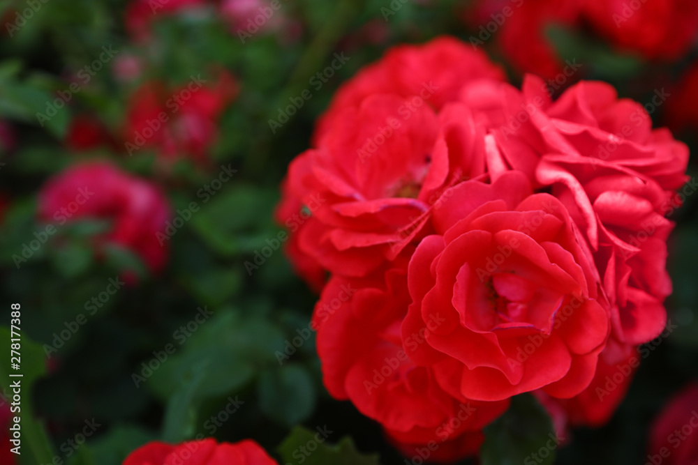 Beautiful garden flowers outdoors, space for text. Amazing nature in summer Beautiful garden flowers outdoors, space for text. Amazing nature in summer